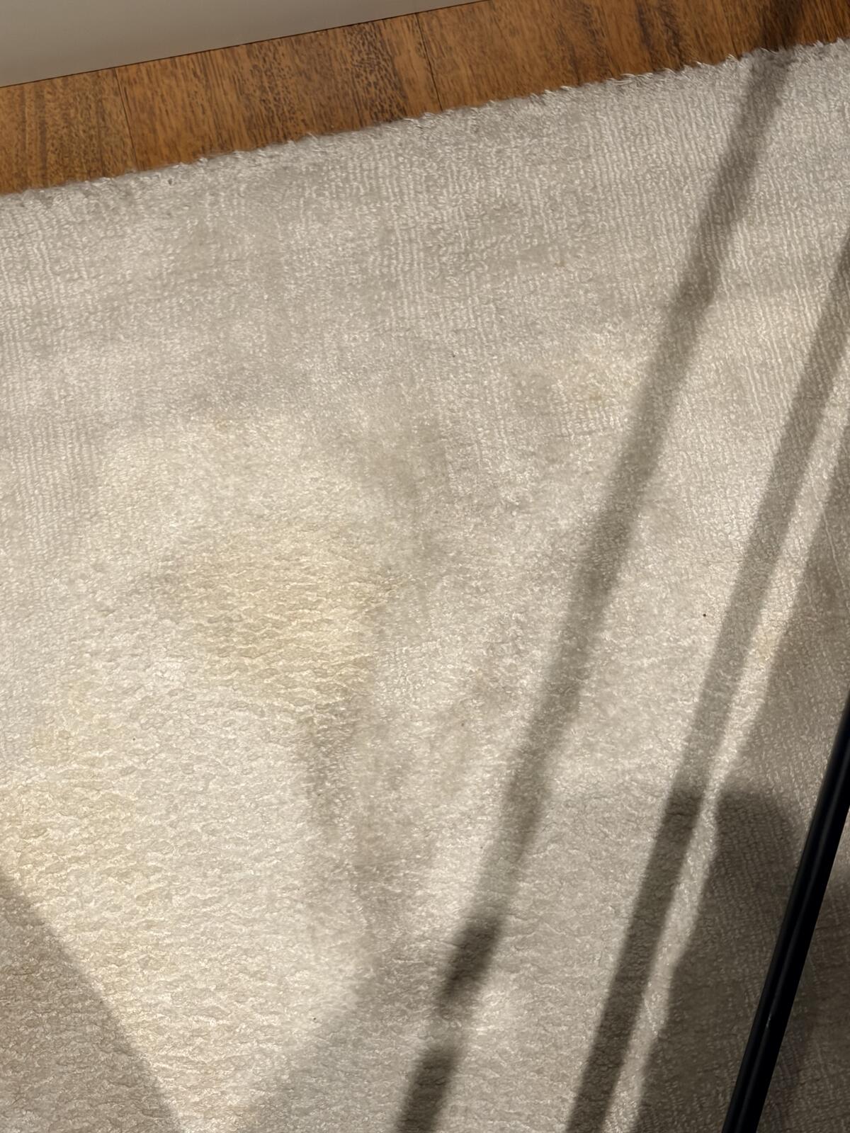 Blotting a carpet stain with a clean white cloth using gentle pressure